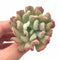 Graptosedum Francesco Baldi Lightly Variegated 2"-3" Rare Succulent Plant