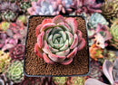 Echeveria 'Salmon' 2" Succulent Plant