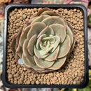 Echeveria 'Fun Queen' 1"-2" Succulent Plant