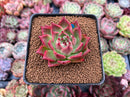 Echeveria 'Red Lance' 2" New Hybrid Succulent Plant