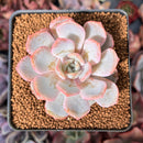 Echeveria 'Frost Blue' 2"-3" Air Magic Hybrid Succulent Plant