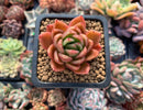 Echeveria Agavoides 'Cagliari' 1" Succulent Plant