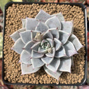 Echeveria 'Menchaca' 3" Powdery Succulent Plant
