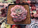 Echeveria 'Lovely' 2"-3" Succulent Plant