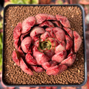 Echeveria 'Wacom' 2"-3" Succulent Plant