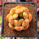Echeveria Agavoides 'Magically' 1" Succulent Plant