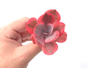 Echeveria 'Angel Wing' Variegated 2"-3" Rare Succulent Plant