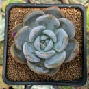 Echeveria 'Japanese Seongyoung' 2" Succulent Plant