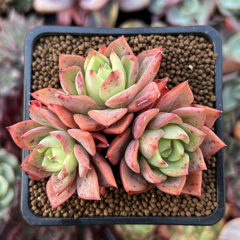 Echeveria 'Ice Pinky' 2