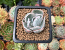 Echeveria 'Berkley Light' Variegated 1” Small Succulent Plant