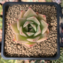 Echeveria Agavoides 'Honja' 1"-2" Succulent Plant