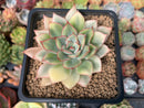 Echeveria 'Esther' Variegated 3" Succulent Plant