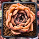Echeveria Agavoides 'Nocturnal' 4" Succulent Plant