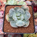 Echeveria 'Hearts Delight' 2" Succulent Plant