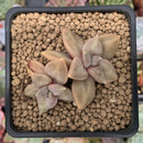 Echeveria 'Xichuensis' 2" Succulent Plant