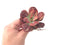 Echeveria 'Baron Bold' 2"-3" Rare Succulent Plant