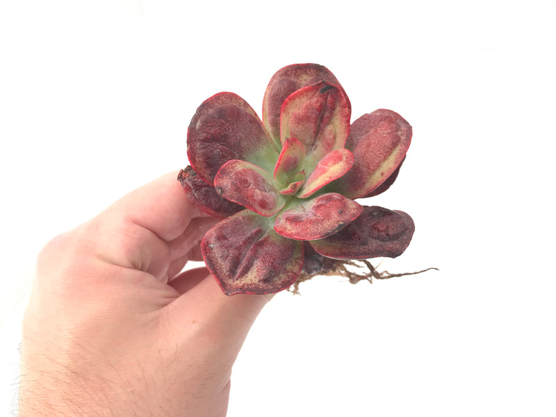 Echeveria 'Baron Bold' 2"-3" Rare Succulent Plant