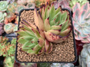 Echeveria Agavoides 'Rusty Nail' 3" Succulent Plant