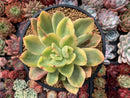 Echeveria 'Golden Glow' Variegated 5" Succulent Plant
