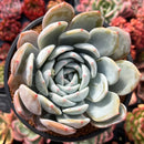 Echeveria 'Cream Sun' 4" Powdery Succulent Plant