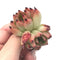 Echeveria 'Rose Garnet' 2" Rare Succulent Plant