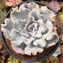 Echeveria 'Crispate Beauty' 3"-4" Succulent Plant