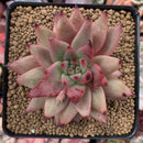 Echeveria Agavoides 'Sirus' 4" Succulent Plant