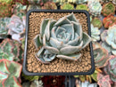 Echeveria 'Steel Heart' 2" Succulent Plant