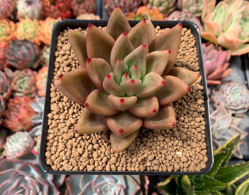 Echeveria Agvoides 'Psyche' 3"-4" Succulent Plant