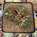 Echeveria 'Pumila' Cluster 4" Succulent Plant