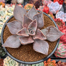 Echeveria 'Rodolfi' 4" Succulent Plant