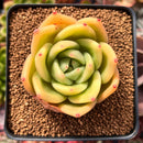 Echeveria Agavoides 'Ringo Star' 2"-3" Succulent Plant