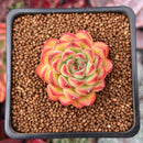 Echeveria sp. 1" Powdery Succulent Plant