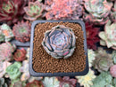 Echeveria 'Sunset' 1" Succulent Plant