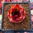 Echeveria Agavoides 'Lip Stick' 2" Succulent Plant