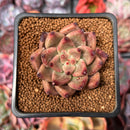 Echeveria Agavoides 'Shaikh' 2" Succulent Plant