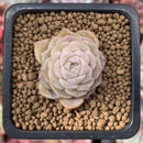 Echeveria sp. 1" Succulent Plant