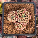 Echeveria Hybrid sp. 1"-2" Succulent Plant