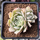 Echeveria 'Love Wave' Hybrid of 'Simulans' x 'Captain Hayes' 1" New Hybrid Succulent Plant