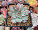 Echeveria 'Esther' Unique Variegated 3" Succulent Plant
