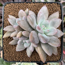 Echeveria 'Jin-Joo-Hee' 2"-3" Succulent Plant