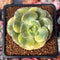 Echeveria 'Nicksana' Variegated 2" Succulent Plant
