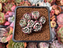 Echeveria 'Nanahukumini' 1" Cluster Succulent Plant