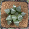 Haworthia Comptoniana Hybrid 2"-3" Succulent Plant