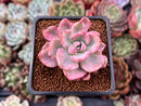 Graptoveria 'Mrs. Richards' Variegated 1" Succulent Plant