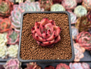 Echeveria Agavoides 'Taurus' 1" Succulent Plant