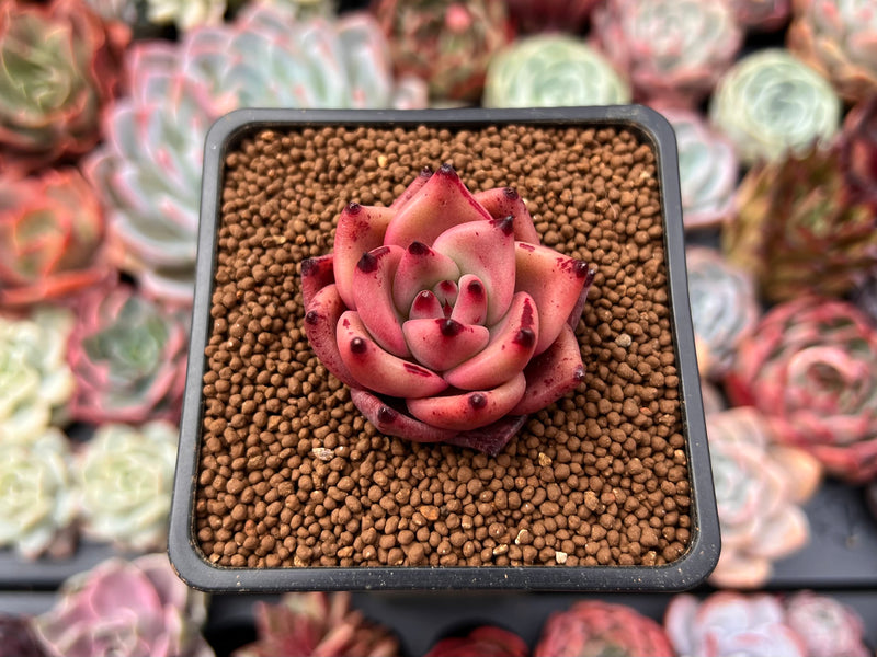 taurus succulent Echeveria Agavoides 'Taurus' 1" Succulent Plant – True Succulents Plant Co