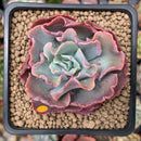 Echeveria 'Audrey Fair' 2" Succulent Plant