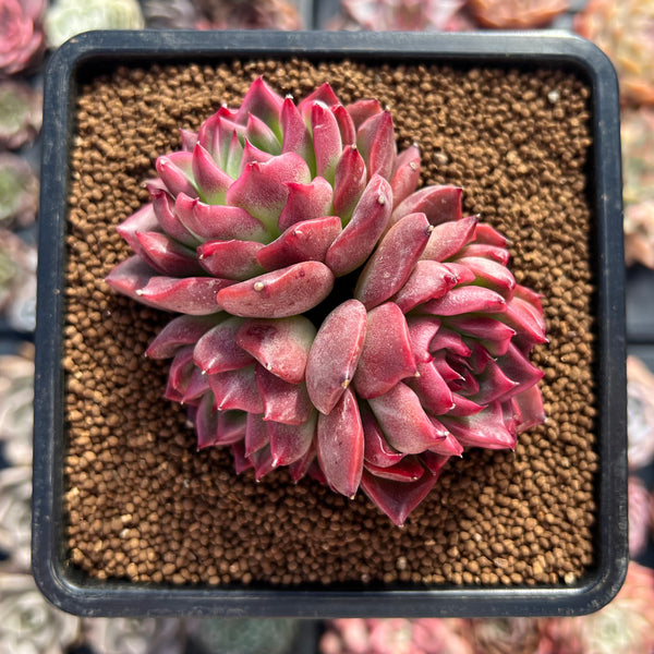 Echeveria 'Pink Lier' 2"-3" Succulent Plant