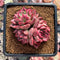 Echeveria 'Pink Lier' 2"-3" Succulent Plant